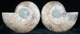 Cut and Polished Ammonite Pair #7325-1
